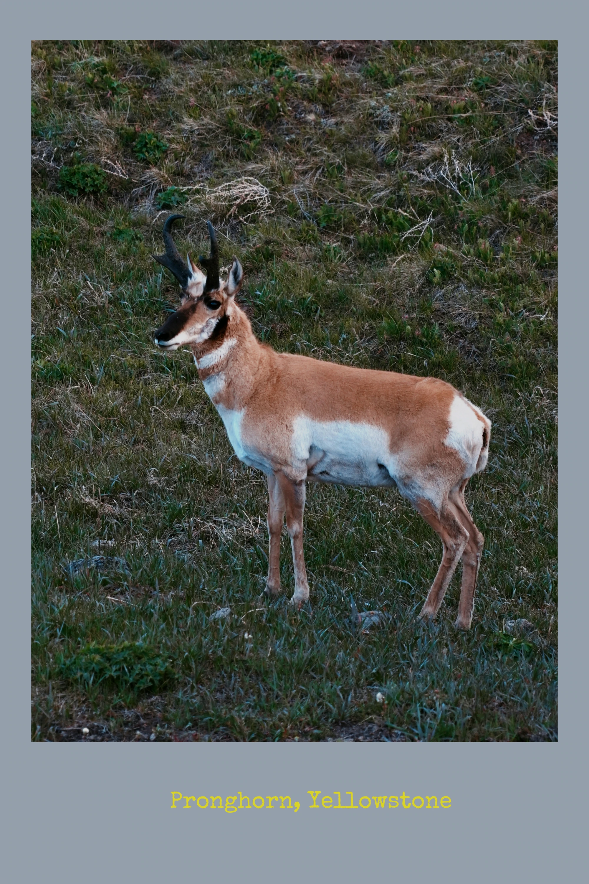 A pronghorn stands on a grassy slope in Yellowstone.
