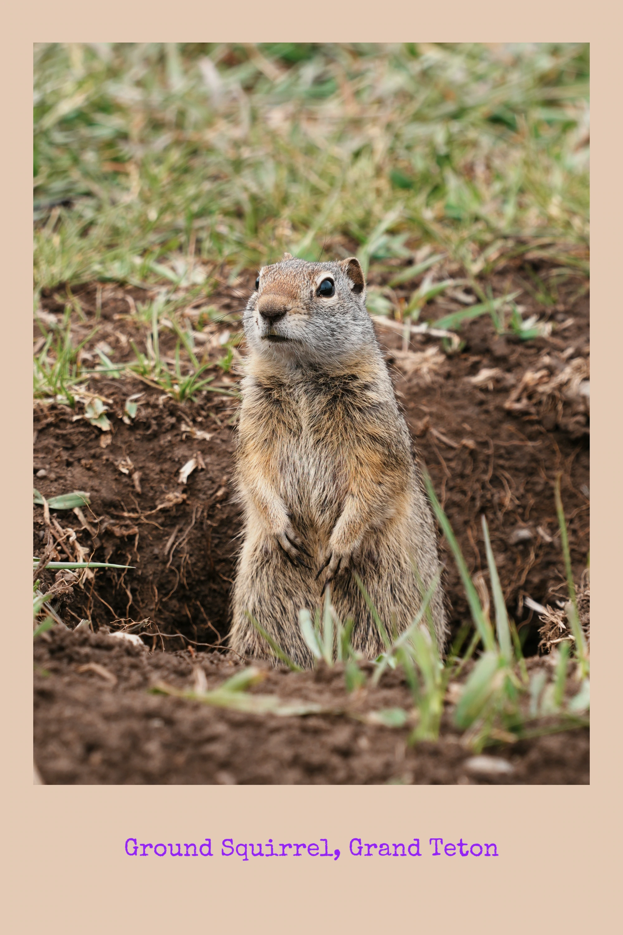 A ground squirrel stands upright by its burrow in Grand Teton.