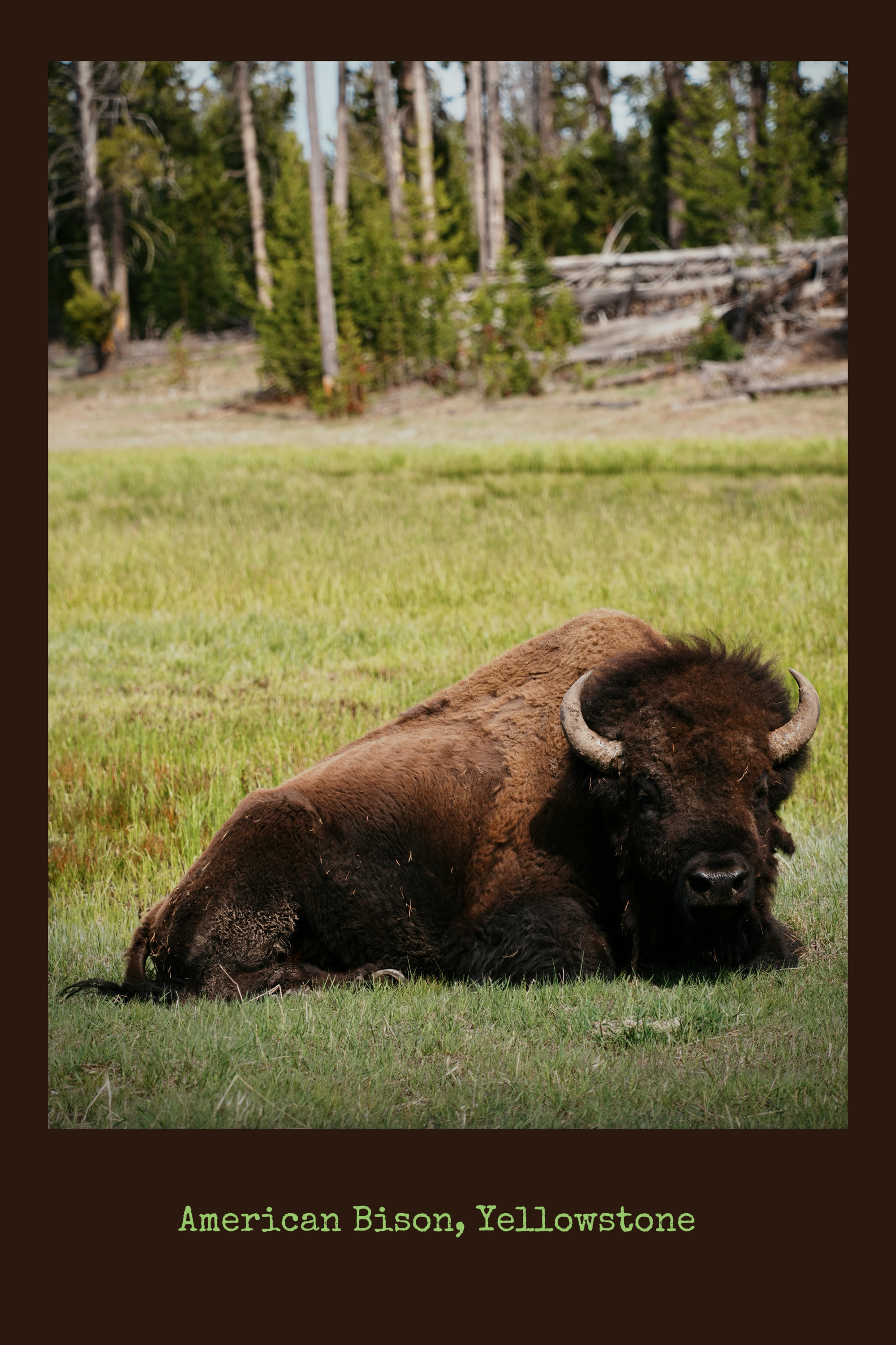 An American bison rests in a Yellowstone meadow.