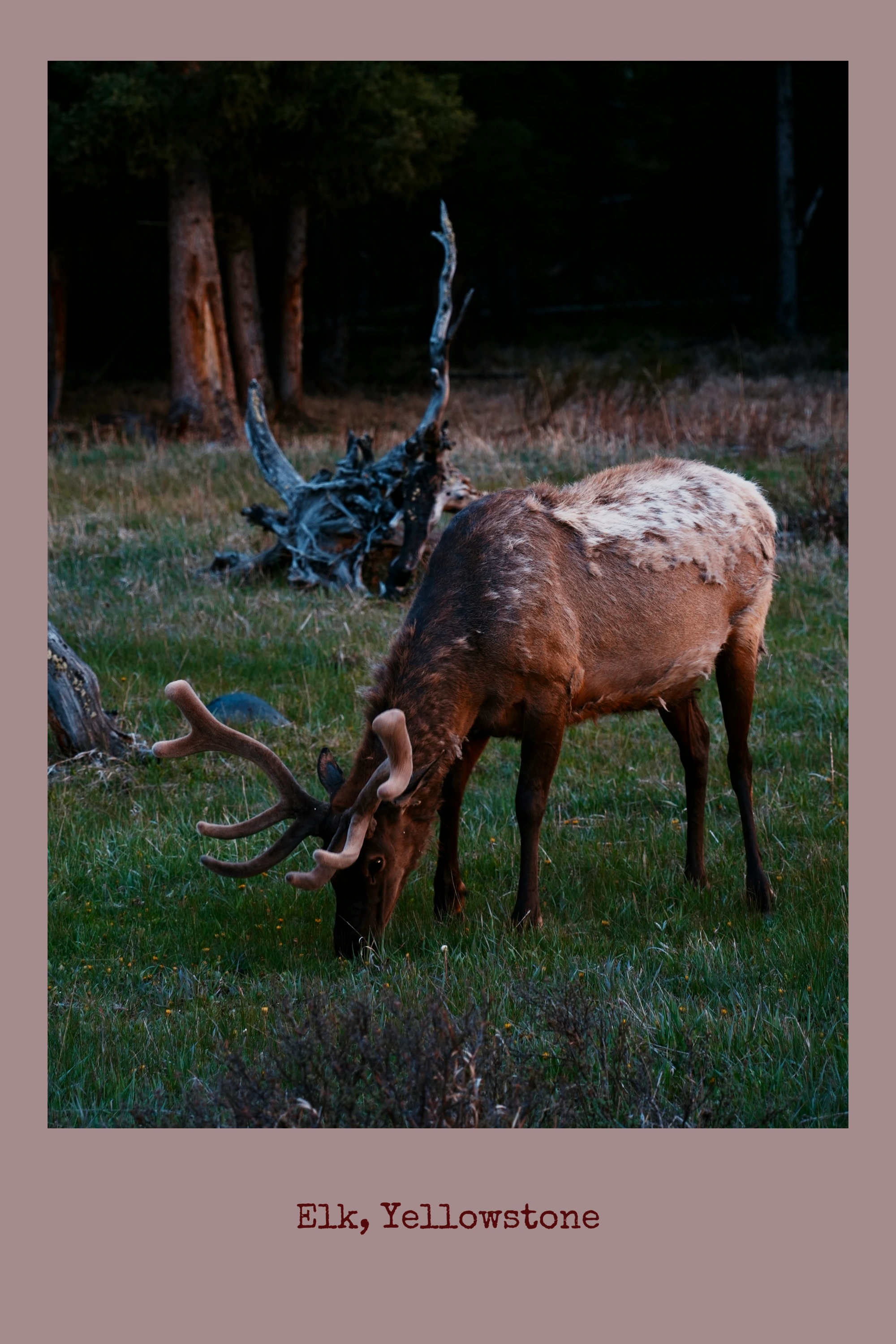 An elk grazes at the edge of a Yellowstone forest.