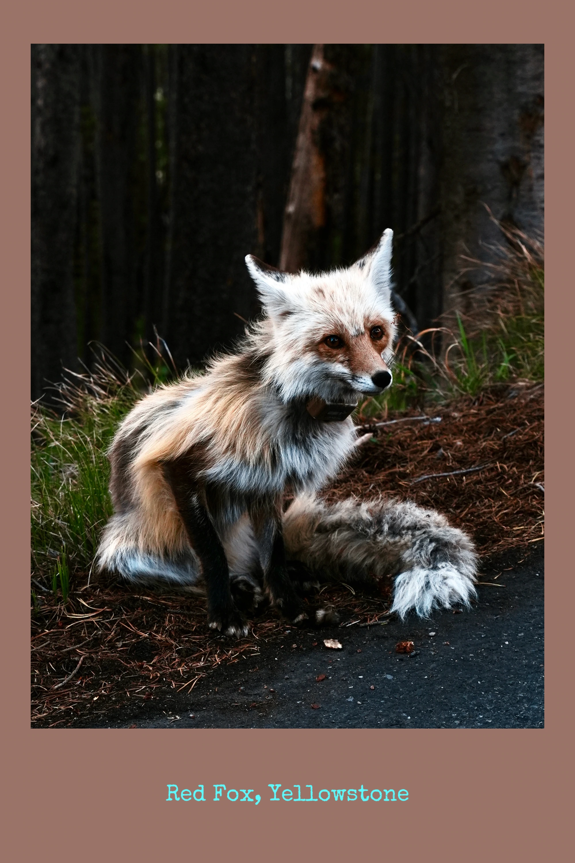 A red fox sits by a road in Yellowstone.