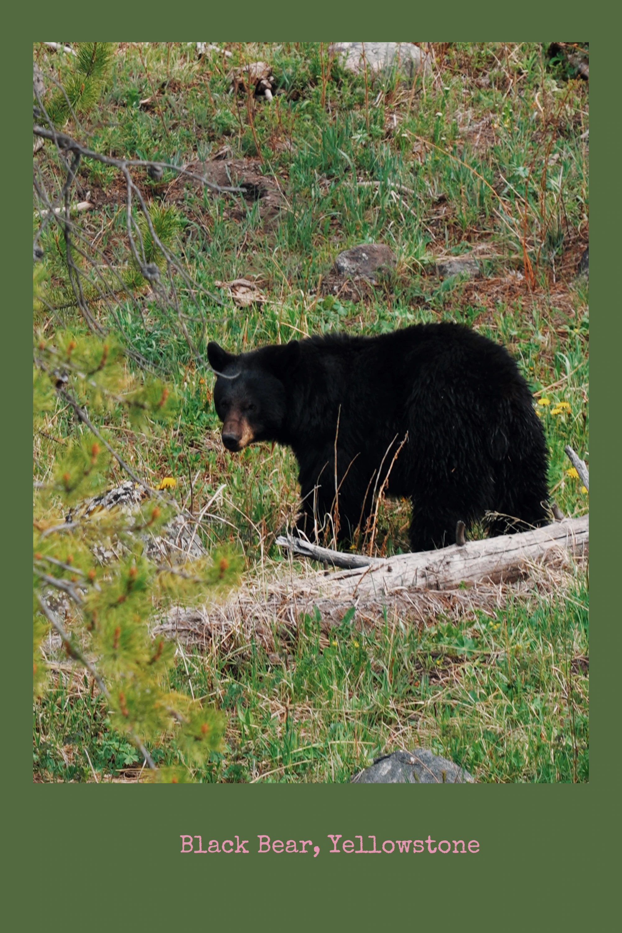 A black bear walks through green grass in Yellowstone.